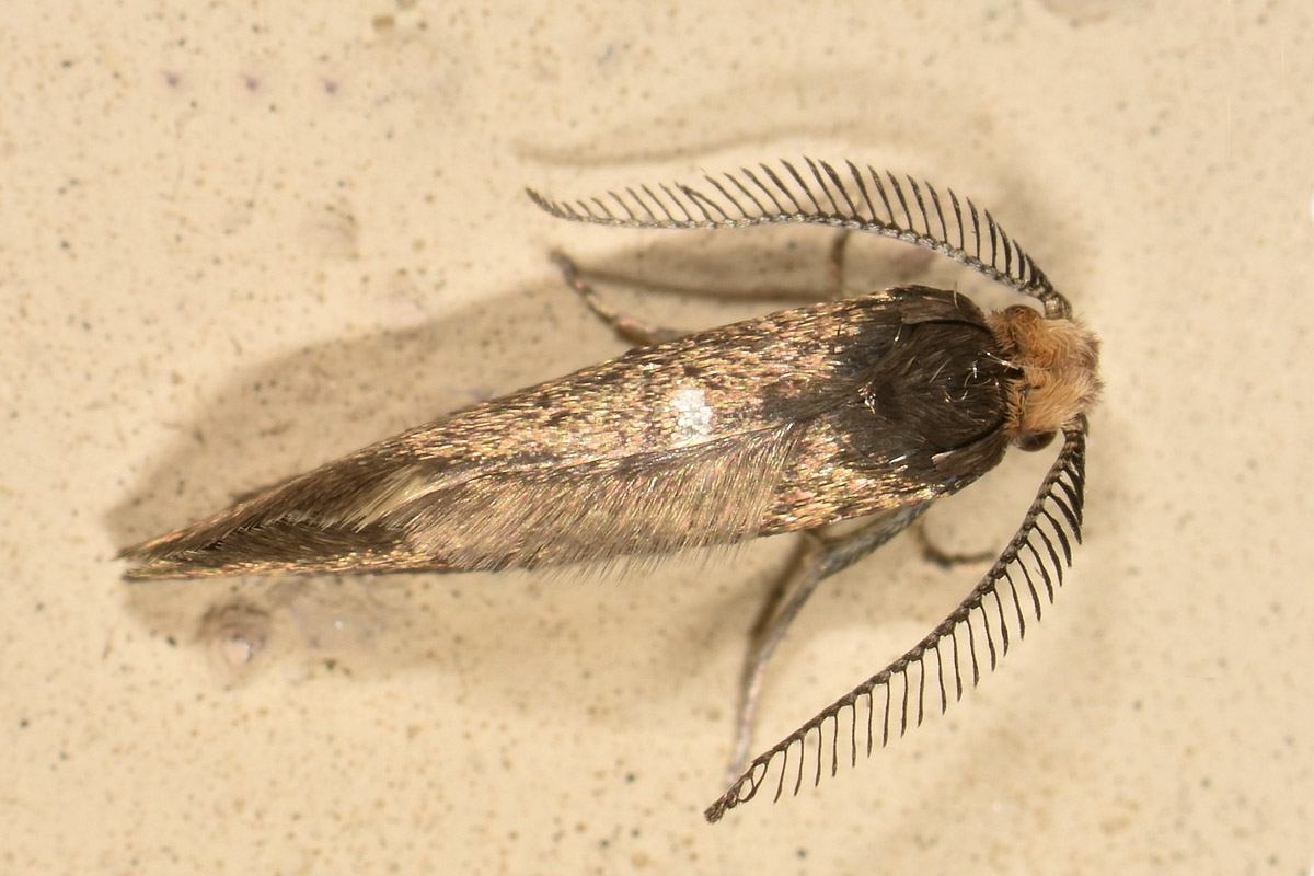 Da Identificare:  Incurvaria pectinea - Incurvariidae